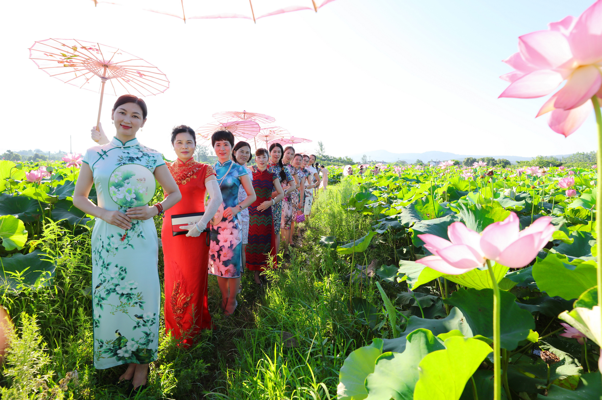 这个夏天的荷花太美了,这个夏天的荷花