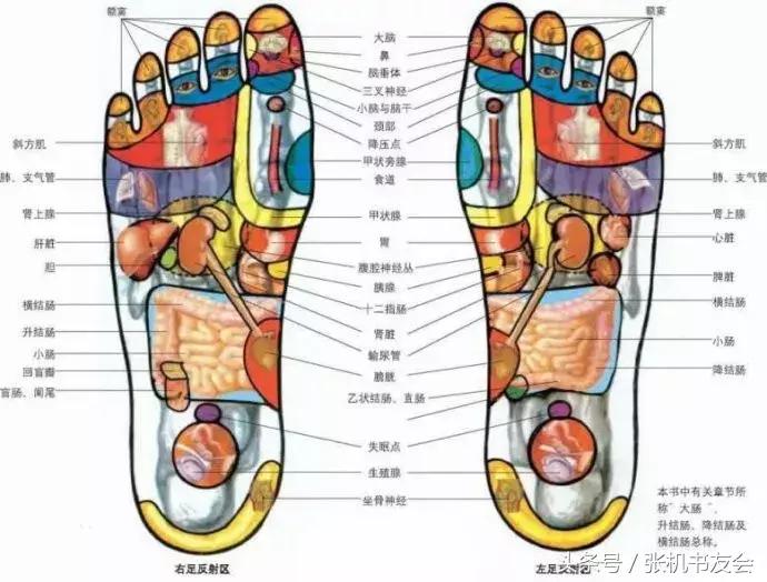 针灸按摩全息图(收藏版)