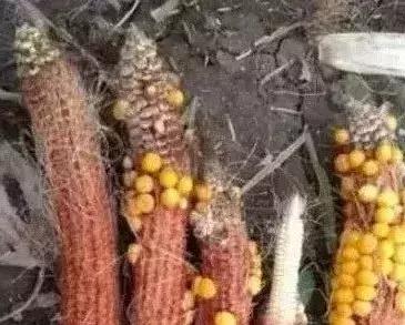 玉米秃尖什么原因,甜玉米缺粒干瘪