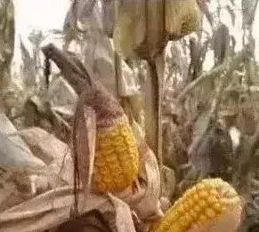 玉米秃尖什么原因,甜玉米缺粒干瘪