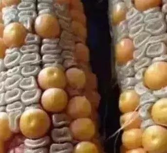 玉米秃尖什么原因,甜玉米缺粒干瘪