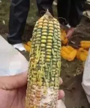 玉米秃尖什么原因,甜玉米缺粒干瘪