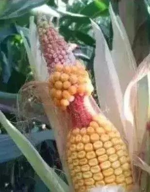 玉米秃尖什么原因,甜玉米缺粒干瘪