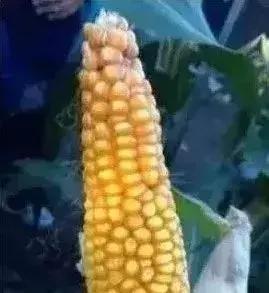 玉米秃尖什么原因,甜玉米缺粒干瘪