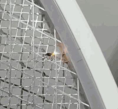 对不起，你永远都不可能是蚊子的对手