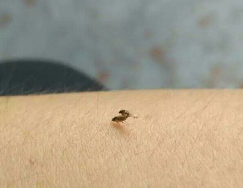 对不起，你永远都不可能是蚊子的对手