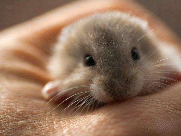 仓鼠上火有几种症状,三个月的小仓鼠眼睛上火