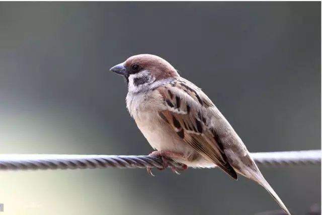 只有淮南人才懂的话,只有淮南人才看得懂的几句话