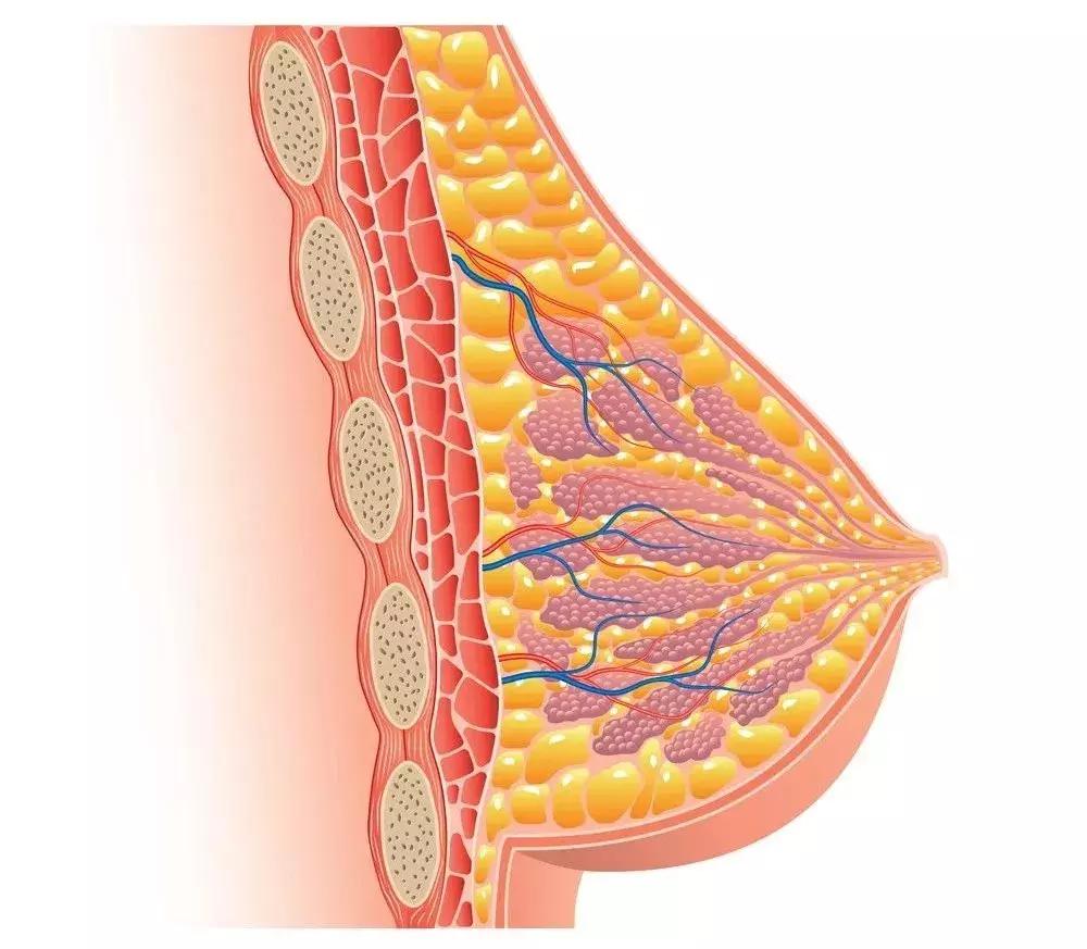 胸大还是胸小的容易得乳房疾病,平胸为什么奶水少