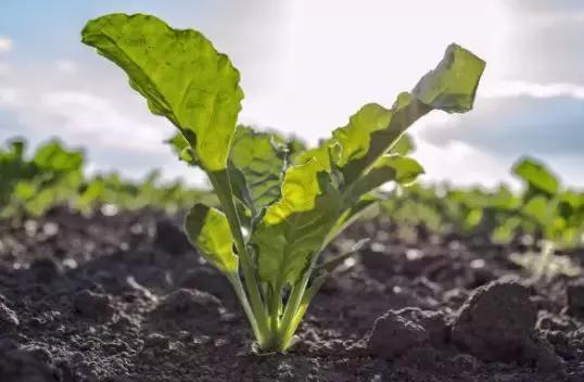 蛋已煮熟，你无法改变它