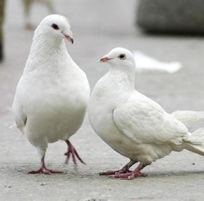 优质肉鸽高产高效养殖技术,肉鸽高产养殖技术视频