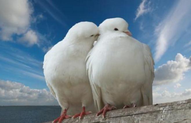 优质肉鸽高产高效养殖技术,肉鸽高产养殖技术视频