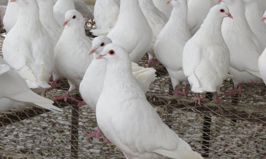 优质肉鸽高产高效养殖技术,肉鸽高产养殖技术视频