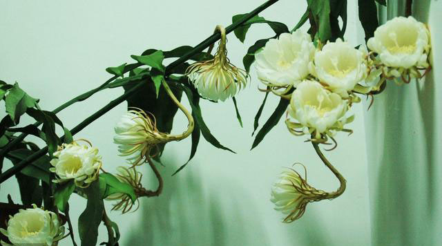 昙花扦插方法和注意事项,扦插昙花时候需要营养液吗