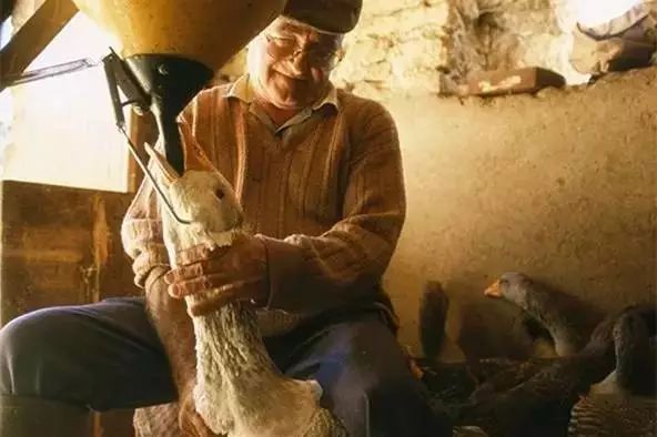 那些贵得离谱的食物,贵族食品有哪些