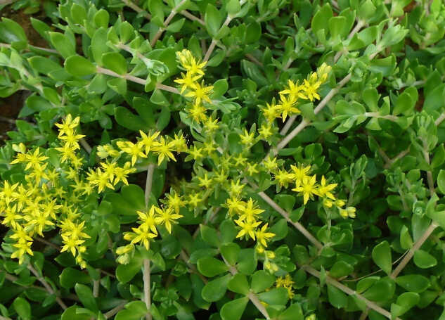 中药传奇之“垂盆草”——保肝护肝的“多肉”垂盆草