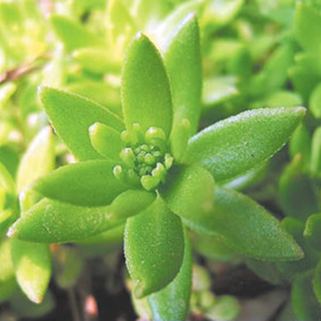 中药传奇之“垂盆草”——保肝护肝的“多肉”垂盆草