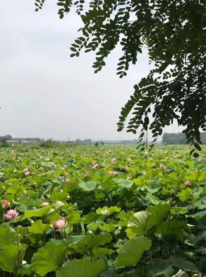 「老赵说事」身在明港感受美丽乡村的变迁