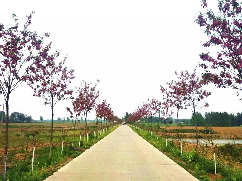 「老赵说事」身在明港感受美丽乡村的变迁