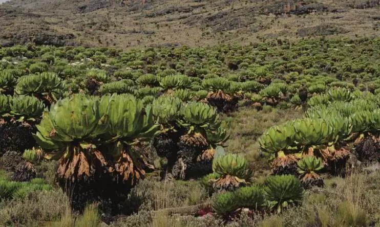 东非动物大迁徙记录完整版,东非野生动物大迁徙纪录片