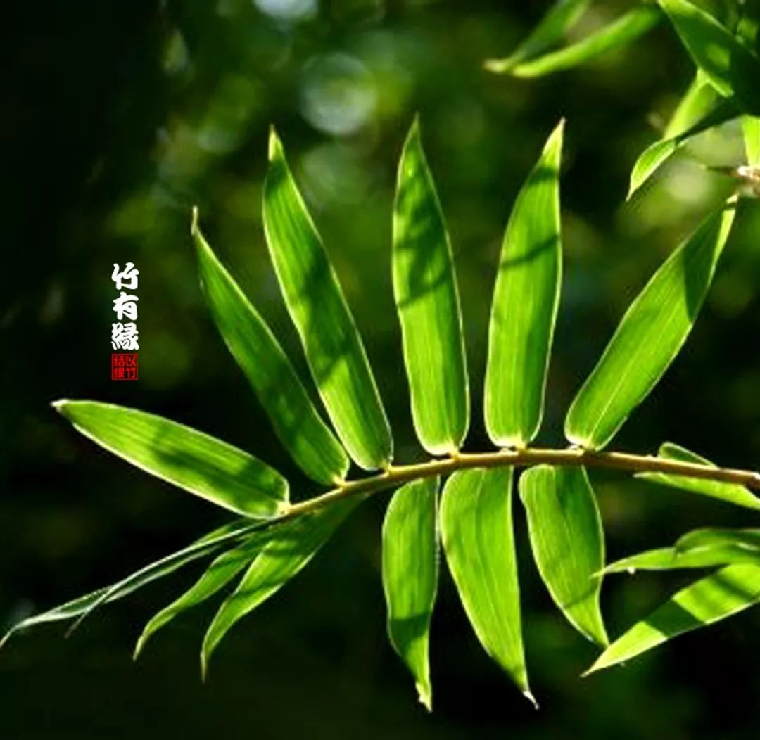 凤尾竹植物养护,凤尾竹米竹怎么养