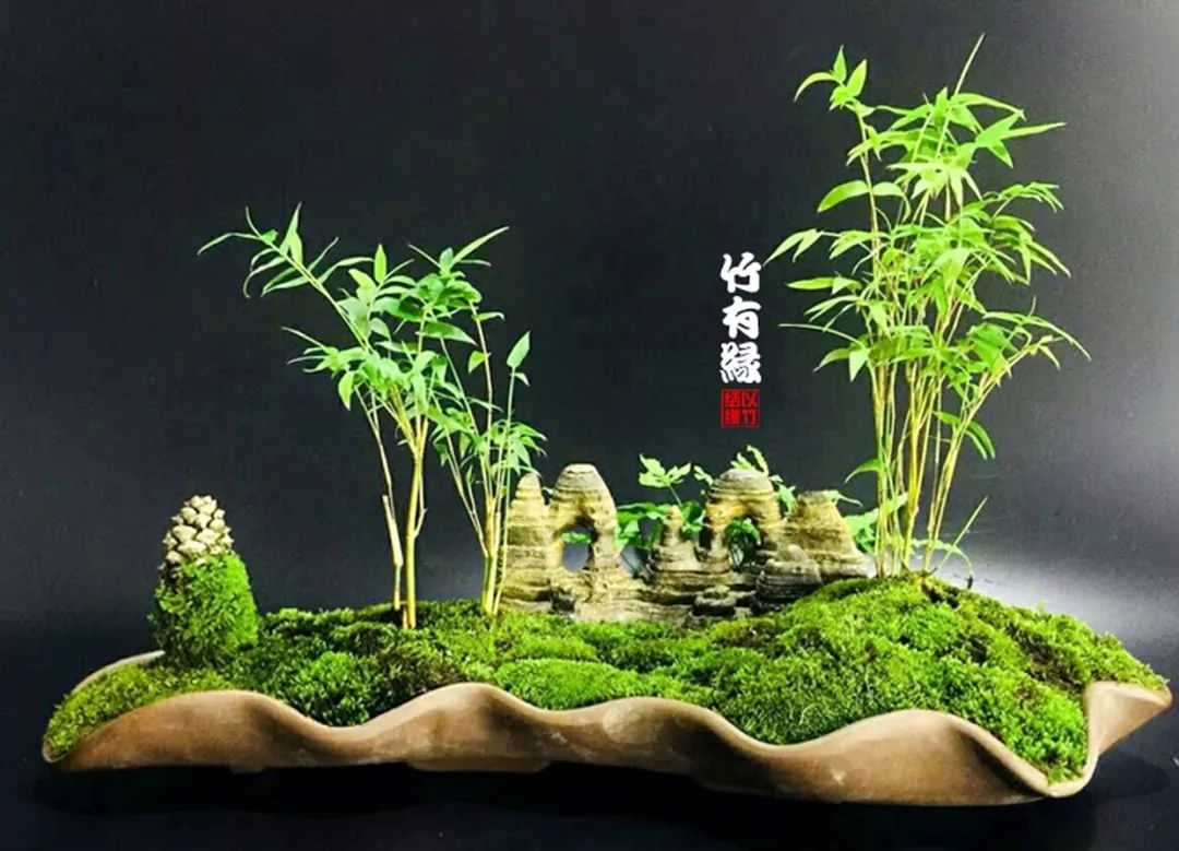 凤尾竹植物养护,凤尾竹米竹怎么养