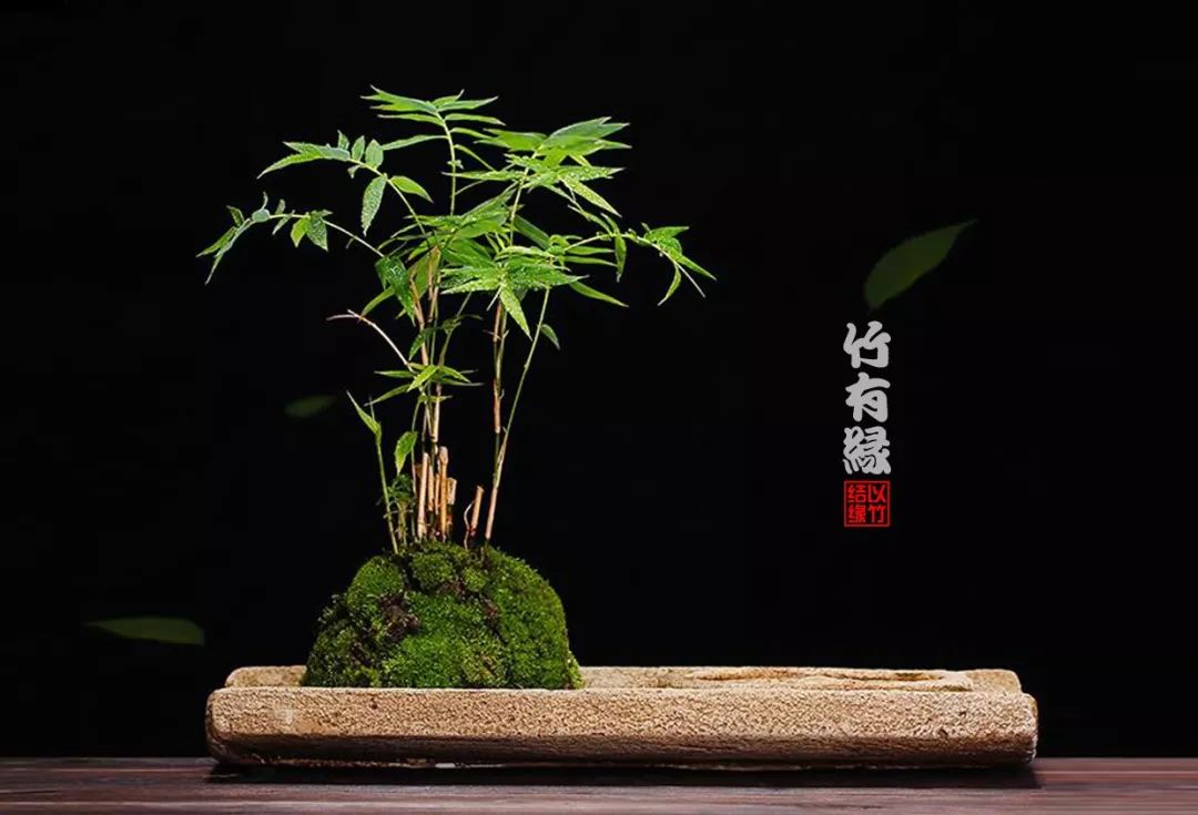 凤尾竹植物养护,凤尾竹米竹怎么养