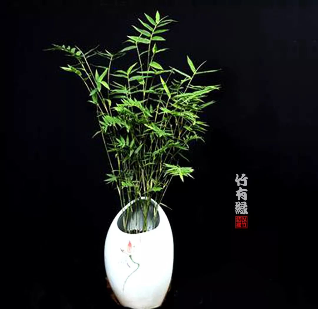 凤尾竹植物养护,凤尾竹米竹怎么养