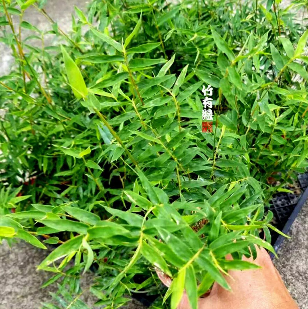 凤尾竹植物养护,凤尾竹米竹怎么养