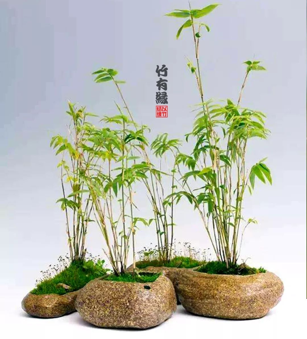 凤尾竹植物养护,凤尾竹米竹怎么养