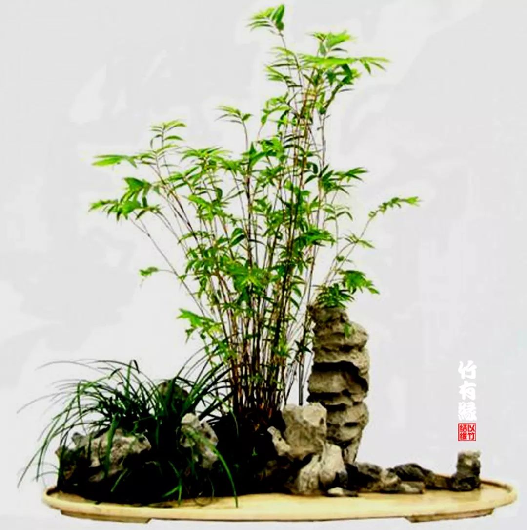 凤尾竹植物养护,凤尾竹米竹怎么养