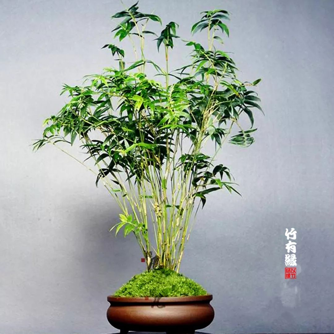 凤尾竹植物养护,凤尾竹米竹怎么养