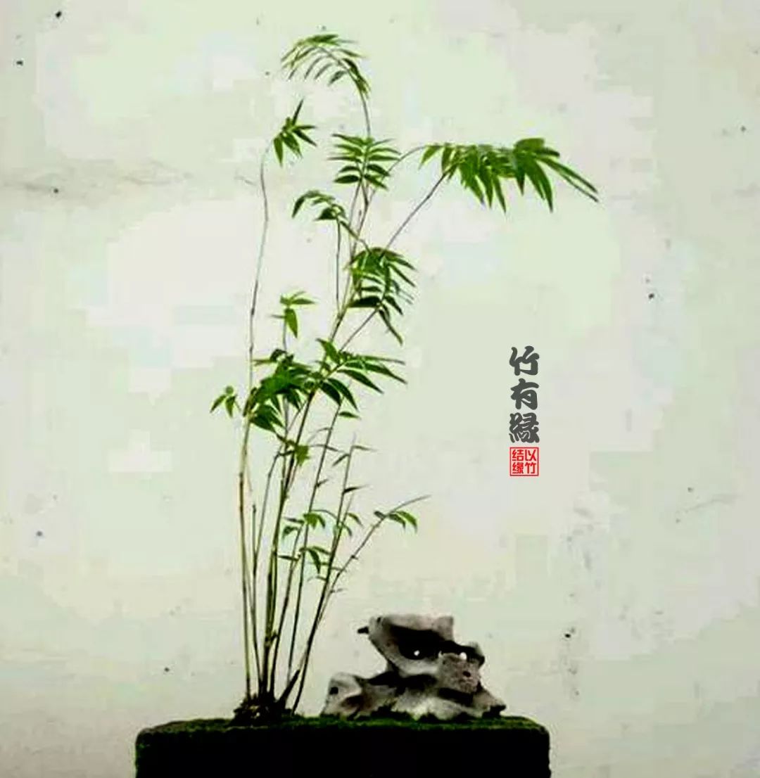 凤尾竹植物养护,凤尾竹米竹怎么养
