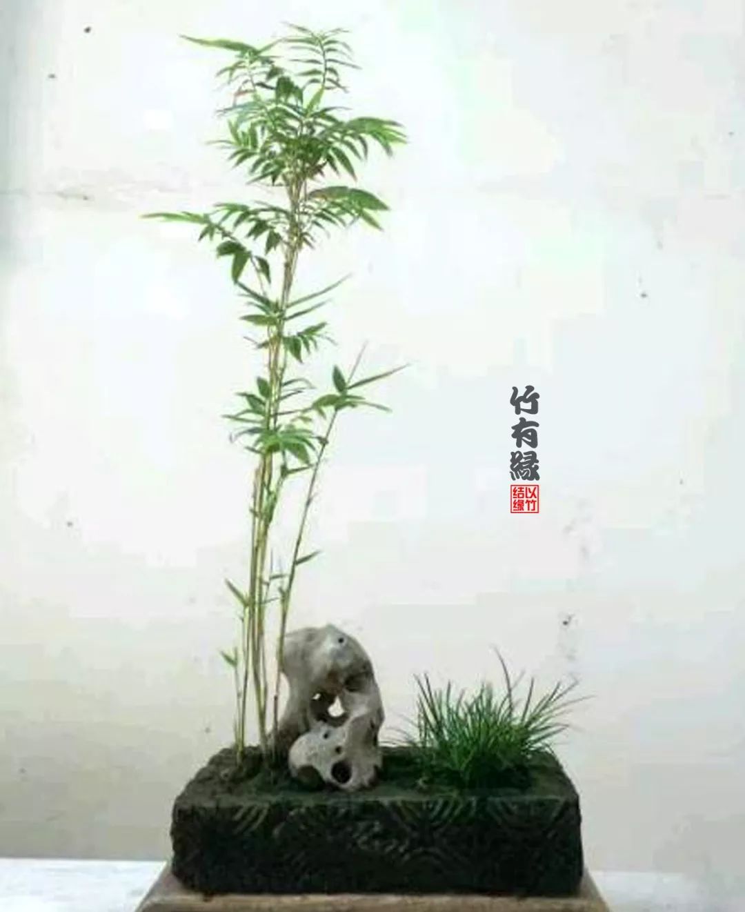 凤尾竹植物养护,凤尾竹米竹怎么养