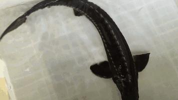 叶县齐祺渔锅团购,齐祺渔锅叶县地址