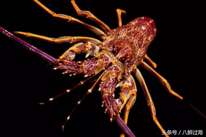 新西兰绿岩龙虾,生长在岛上的海鲜