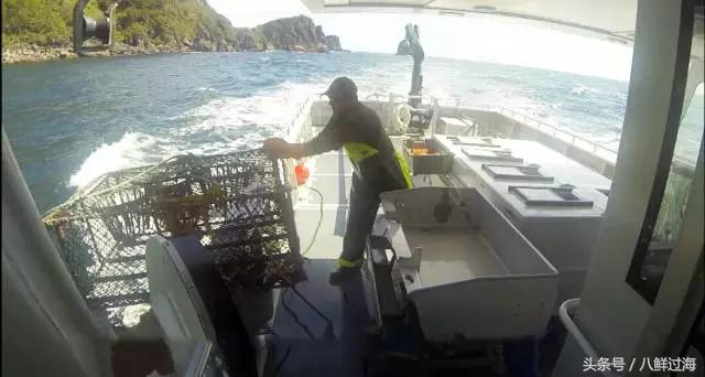 新西兰绿岩龙虾,生长在岛上的海鲜