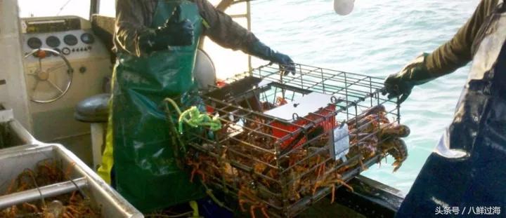 新西兰绿岩龙虾,生长在岛上的海鲜