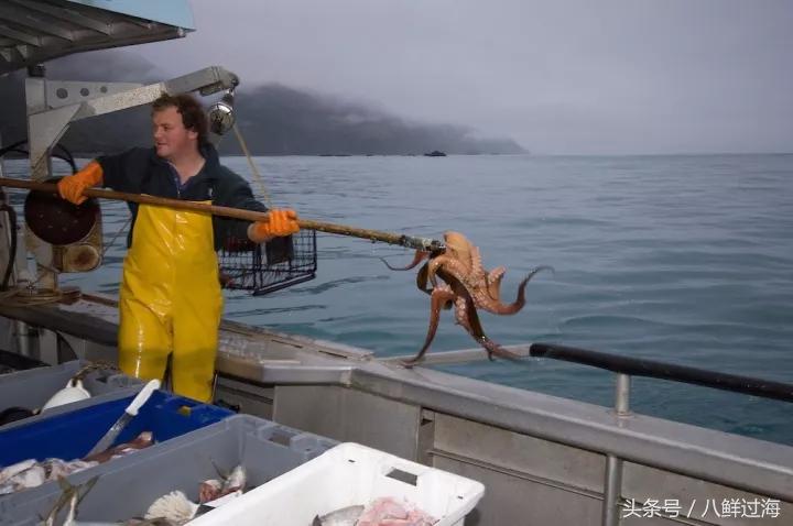 新西兰绿岩龙虾,生长在岛上的海鲜