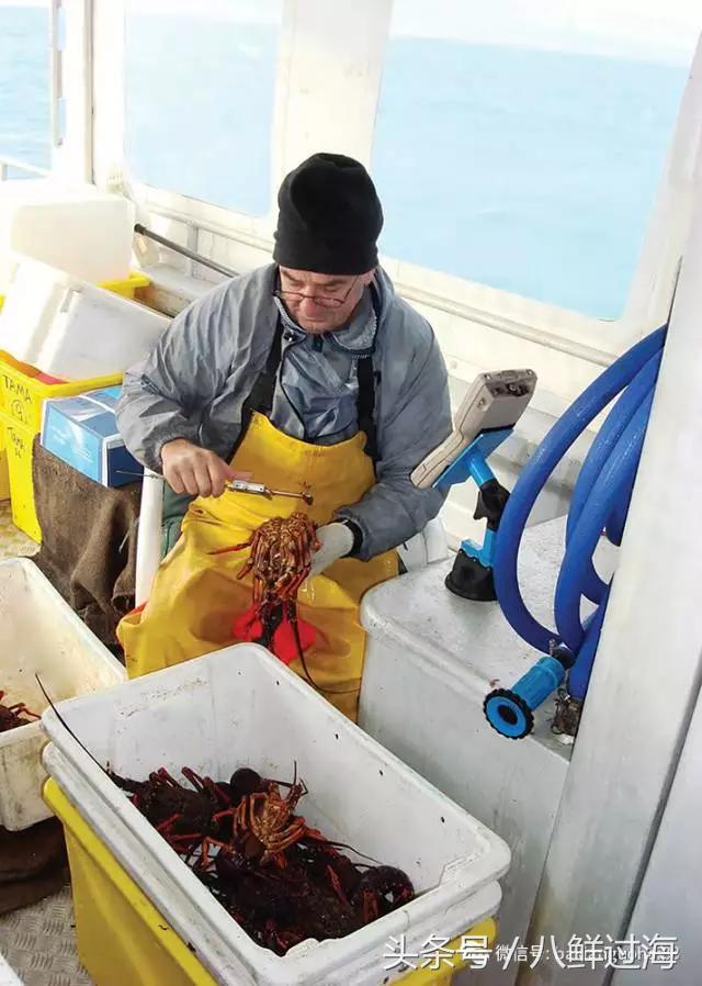 新西兰绿岩龙虾,生长在岛上的海鲜
