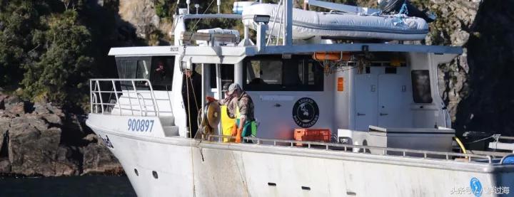 新西兰绿岩龙虾,生长在岛上的海鲜