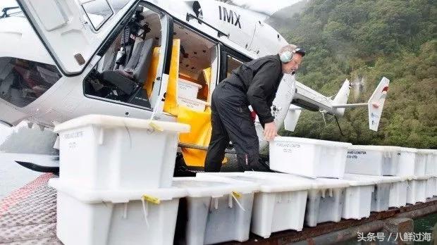 新西兰绿岩龙虾,生长在岛上的海鲜