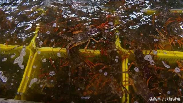 新西兰绿岩龙虾,生长在岛上的海鲜