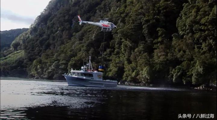 新西兰绿岩龙虾,生长在岛上的海鲜