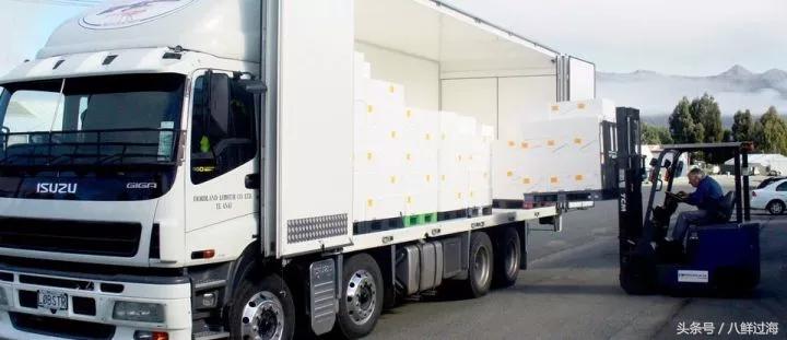 新西兰绿岩龙虾,生长在岛上的海鲜