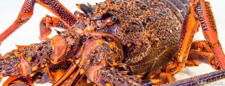 新西兰绿岩龙虾,生长在岛上的海鲜
