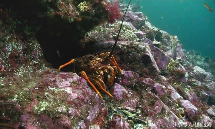 新西兰绿岩龙虾,生长在岛上的海鲜