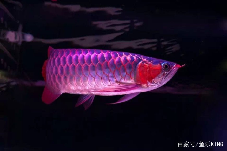 龙鱼养殖技术技巧视频,龙鱼新手教程