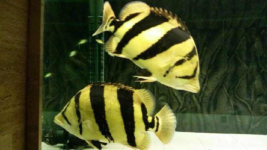 龙鱼养殖技术技巧视频,龙鱼新手教程