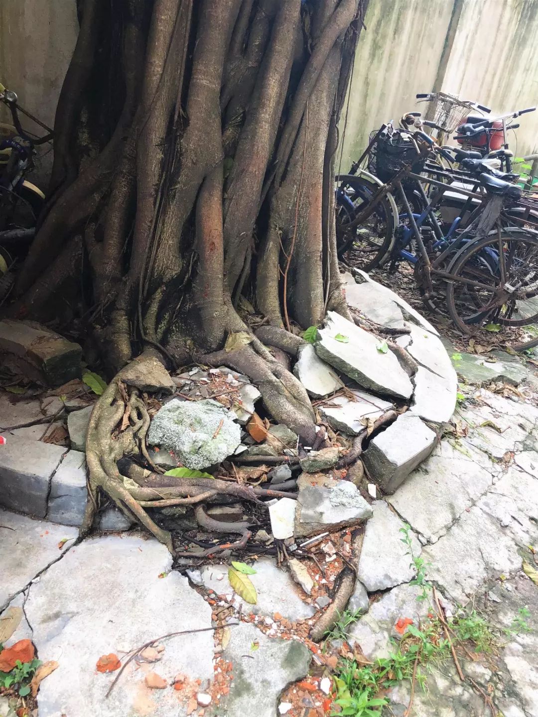 树根危害房屋如何处理,榕树长势茂盛危及电线引居民担忧